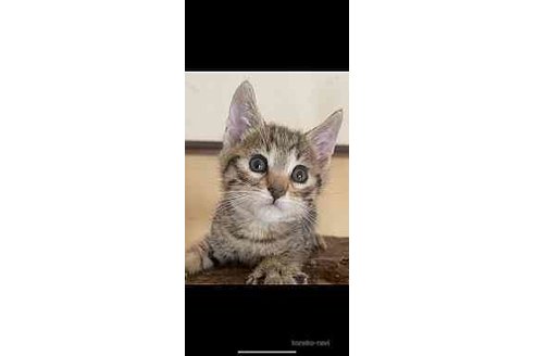 販売中の愛知県のサバンナキャット-68610